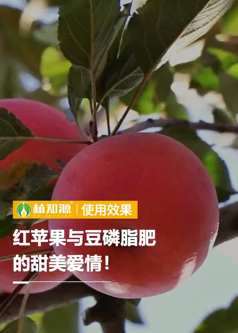 红苹果与豆磷脂肥的甜美爱情！