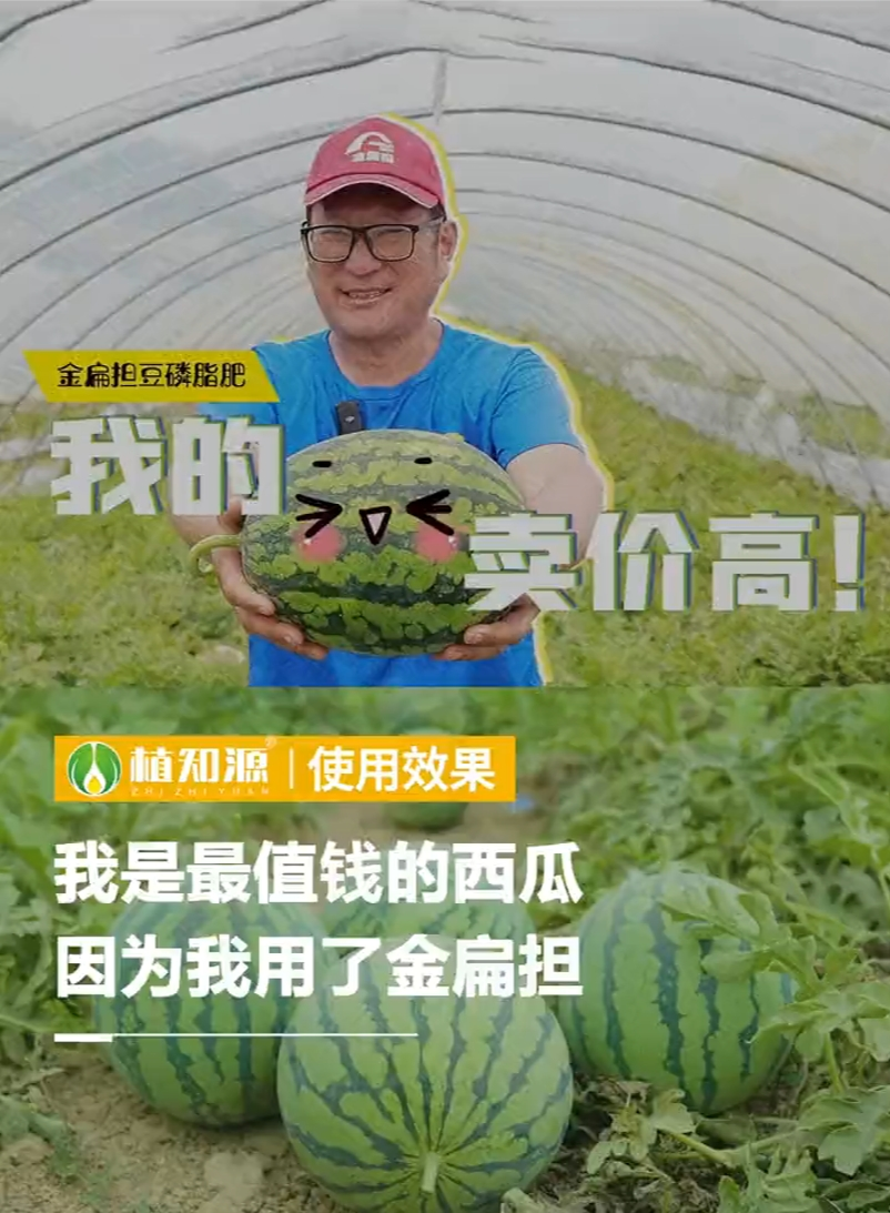 我是最值钱的西瓜，因为我用了金扁担