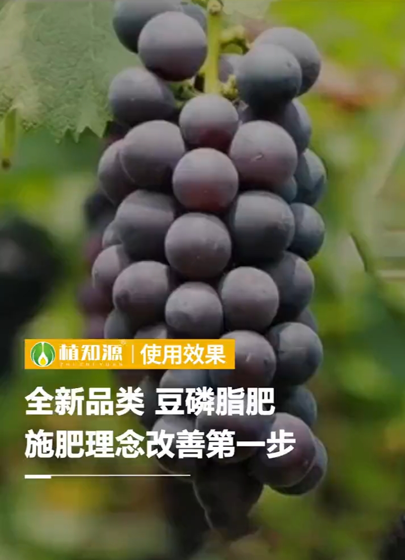 全新品类，豆磷脂肥，施肥理念改善第一步