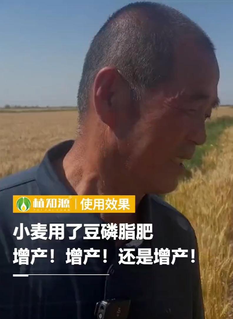 小麦用了豆磷脂肥，增产！增产！还是增产！
