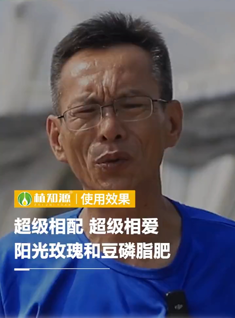 超级相配，超级相爱，阳光玫瑰和豆磷脂肥