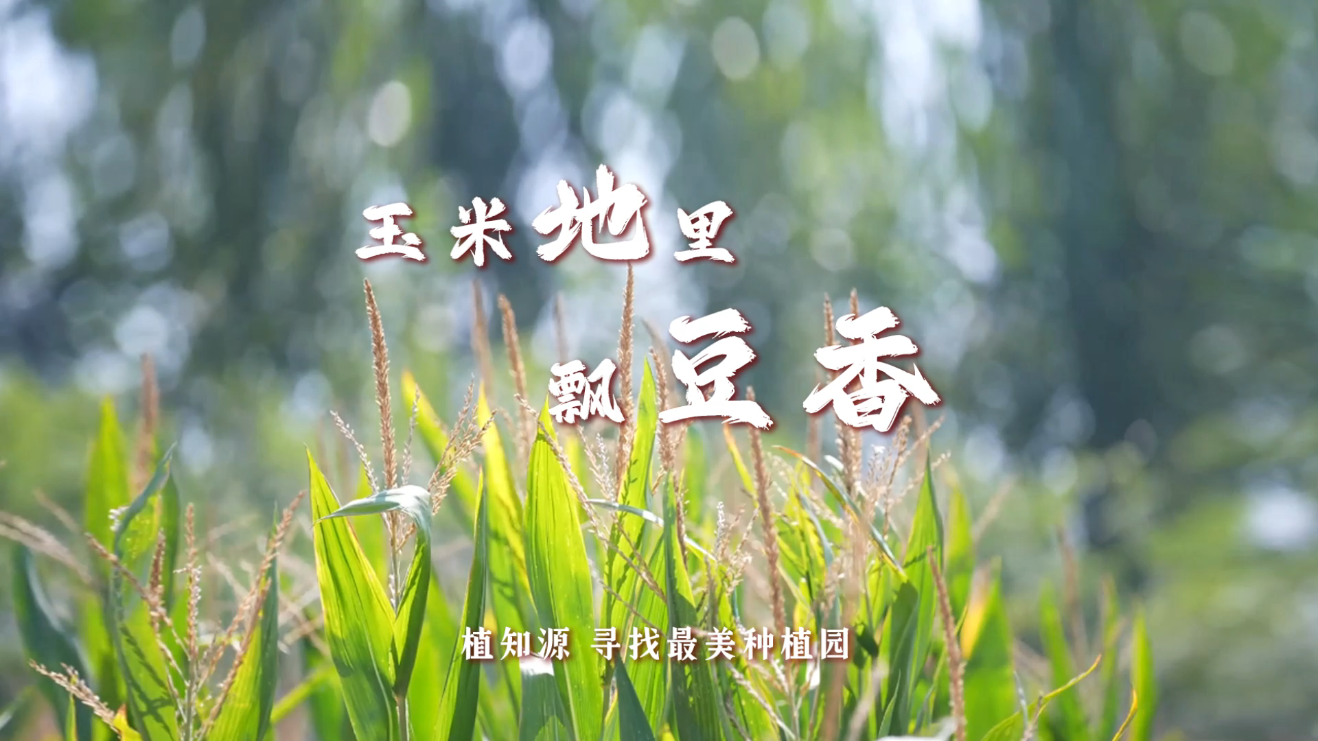 玉米地里飘豆香