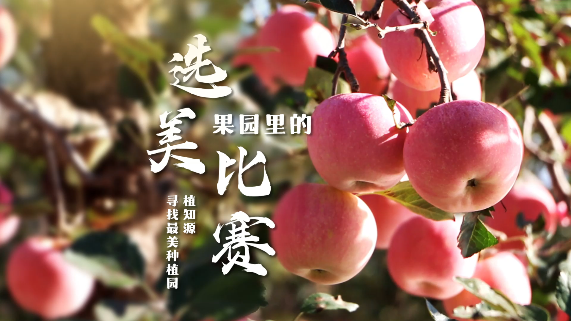 果园里的选美比赛