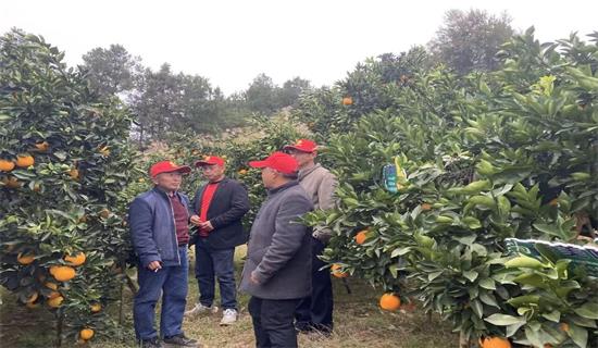 见证丰收 | 湖南植知源脐橙全年方案观摩暨订货会圆满落幕