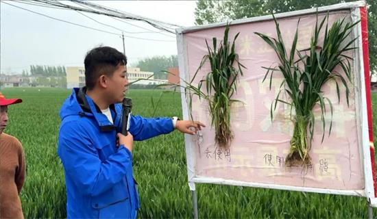 蒜田观摩鉴实效，科技赋能促高产 | 植知源大蒜观摩会圆满召开