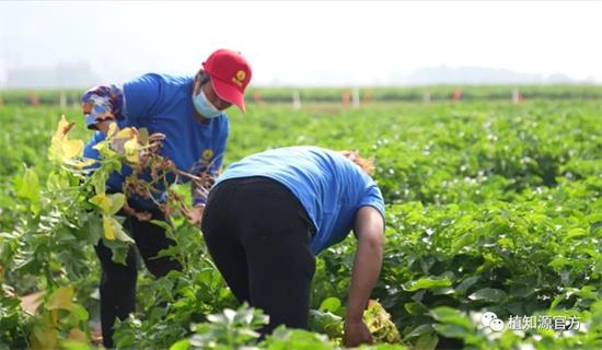 亩产破万斤 土豆变“金豆”——植知源豆磷脂助力滕州土豆提质增产