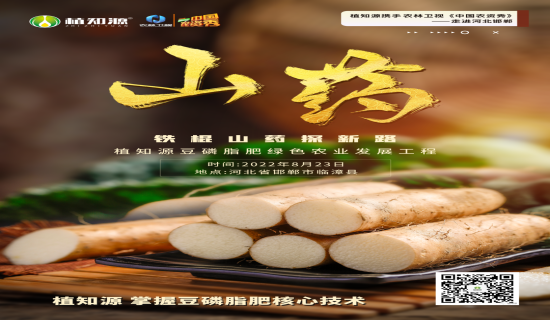 植知源豆磷脂肥 ——铁棍山药的“施肥新路”