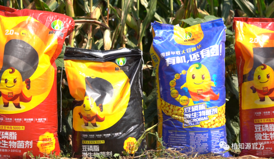 黄瓜种植五秘诀，轻松管理促高产