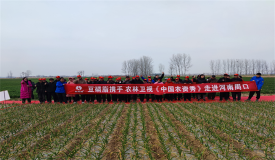 植知源豆磷脂肥：“麦”向增产“蒜”增收